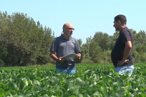 Nicolas Spinelli - Servicio Técnico Syngenta en E.Ríos - Monitoreo de la soja posterior a las últimas lluvias