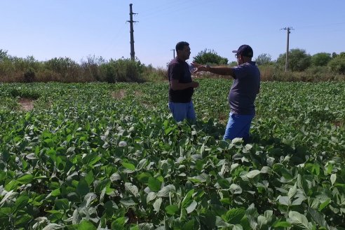 Nicolas Spinelli - Servicio Técnico Syngenta en E.Ríos - Monitoreo de la soja posterior a las últimas lluvias