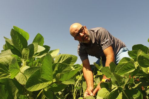 Nicolas Spinelli - Servicio Técnico Syngenta en E.Ríos - Monitoreo de la soja posterior a las últimas lluvias