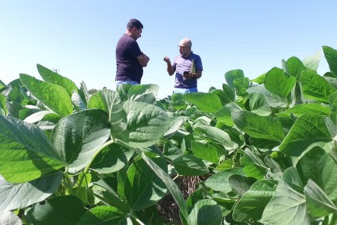 Nicolas Spinelli - Servicio Técnico Syngenta en E.Ríos - Monitoreo de la soja posterior a las últimas lluvias