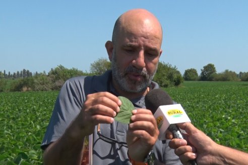 Nicolas Spinelli - Servicio Técnico Syngenta en E.Ríos - Monitoreo de la soja posterior a las últimas lluvias