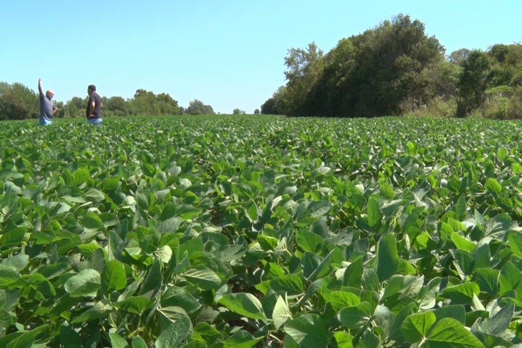 Una nueva alianza para productores que buscan trazar cultivos sustentables