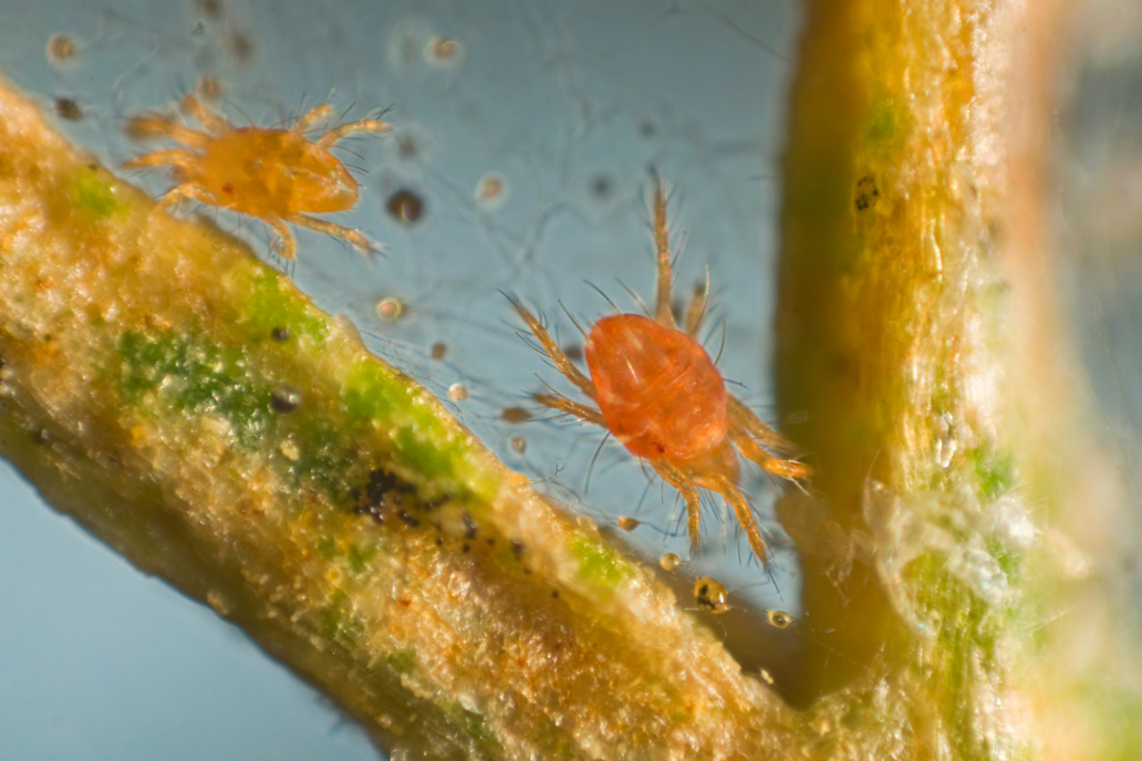 Matsuri protege los cultivos de orugas, chinches, arañuelas y trips