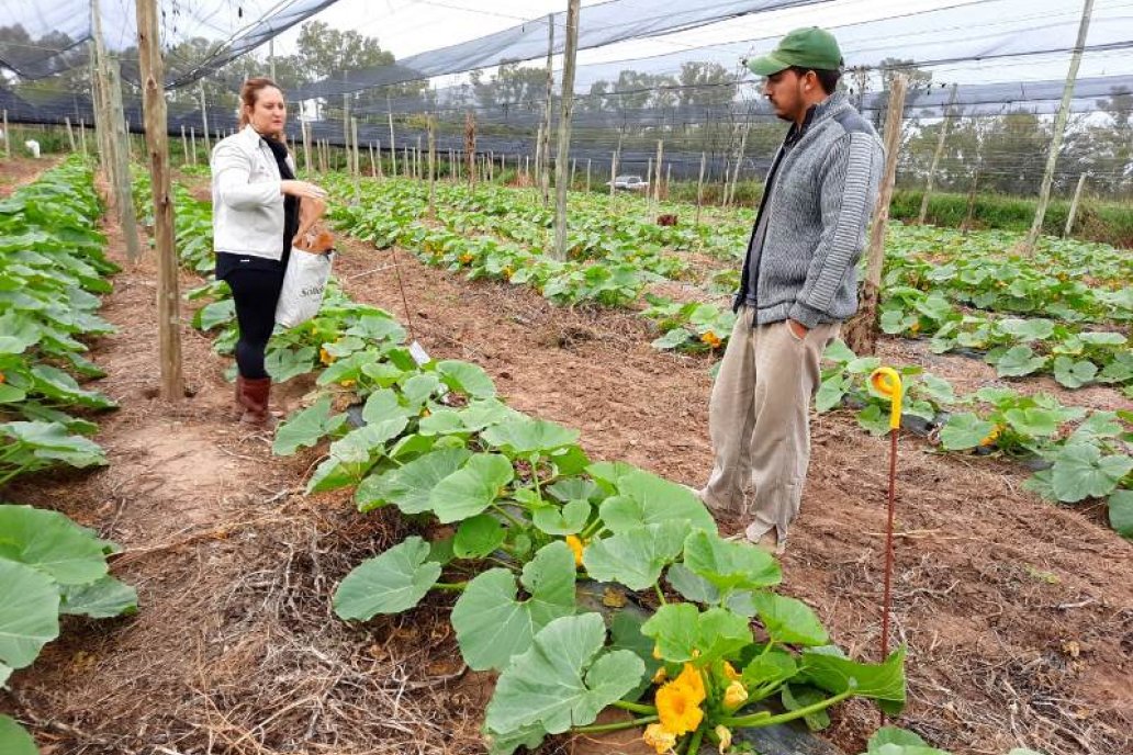 Nanopartículas minerales de alta pureza fertilizan el suelo con bajas dosis.