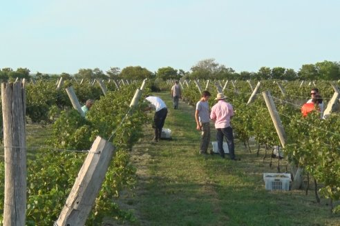 Viñedo Los Aromitos - Colonia Ensayo - Vendimia de uvas Chardonnais