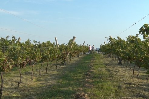 Viñedo Los Aromitos - Colonia Ensayo - Vendimia de uvas Chardonnais