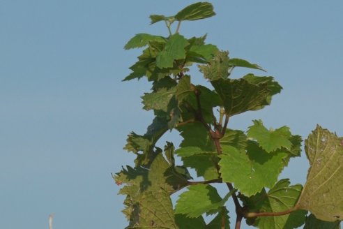 Viñedo Los Aromitos - Colonia Ensayo - Vendimia de uvas Chardonnais