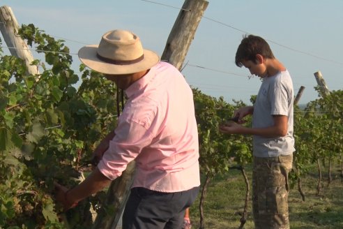 Viñedo Los Aromitos - Colonia Ensayo - Vendimia de uvas Chardonnais