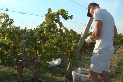 Viñedo Los Aromitos - Colonia Ensayo - Vendimia de uvas Chardonnais