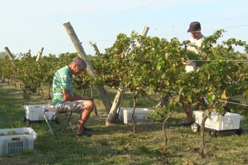 Viñedo Los Aromitos - Colonia Ensayo - Vendimia de uvas Chardonnais