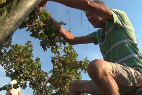 Viñedo Los Aromitos - Colonia Ensayo - Vendimia de uvas Chardonnais