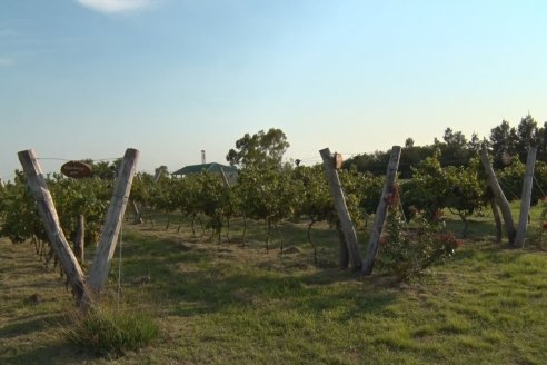 Viñedo Los Aromitos - Colonia Ensayo - Vendimia de uvas Chardonnais