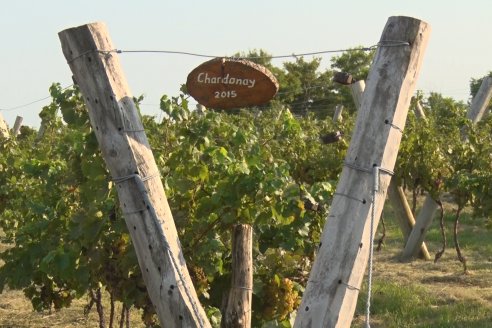 Viñedo Los Aromitos - Colonia Ensayo - Vendimia de uvas Chardonnais