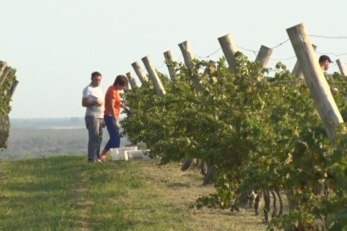 Viñedo Los Aromitos - Colonia Ensayo - Vendimia de uvas Chardonnais