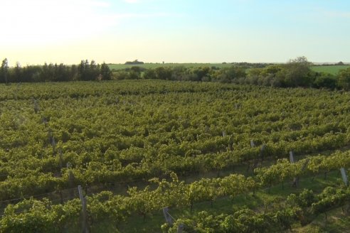 Viñedo Los Aromitos - Colonia Ensayo - Vendimia de uvas Chardonnais