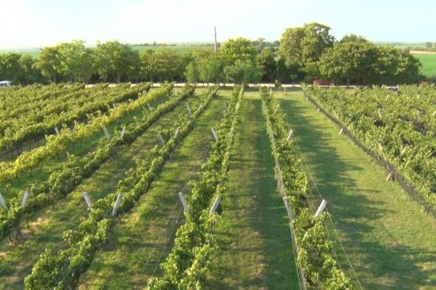 Viñedo Los Aromitos - Colonia Ensayo - Vendimia de uvas Chardonnais