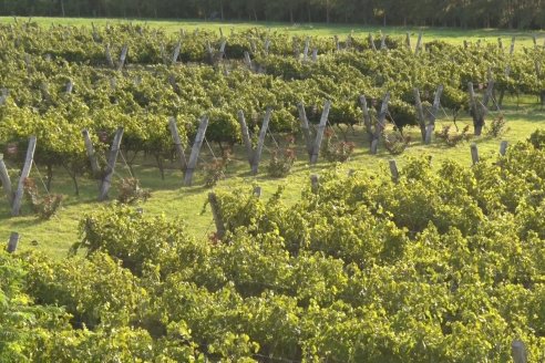 Viñedo Los Aromitos - Colonia Ensayo - Vendimia de uvas Chardonnais