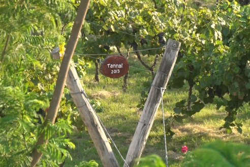 Viñedo Los Aromitos - Colonia Ensayo - Vendimia de uvas Chardonnais