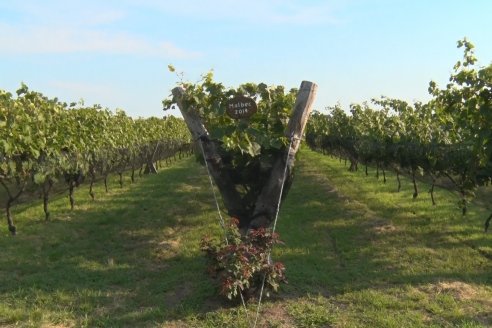 Viñedo Los Aromitos - Colonia Ensayo - Vendimia de uvas Chardonnais