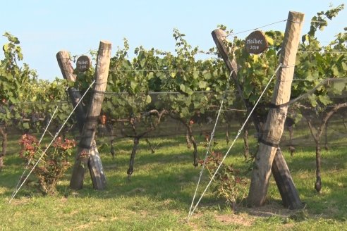 Viñedo Los Aromitos - Colonia Ensayo - Vendimia de uvas Chardonnais