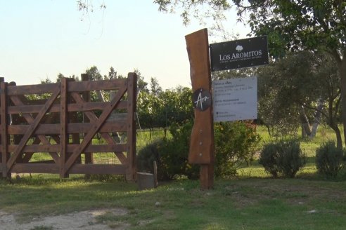 Viñedo Los Aromitos - Colonia Ensayo - Vendimia de uvas Chardonnais