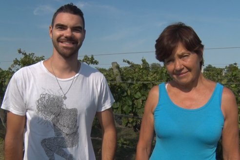 Viñedo Los Aromitos - Colonia Ensayo - Vendimia de uvas Chardonnais