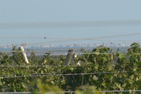 Viñedo Los Aromitos - Colonia Ensayo - Vendimia de uvas Chardonnais