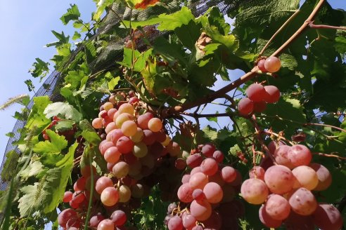 Viñedo Los Aromitos - Colonia Ensayo - Vendimia de uvas Chardonnais