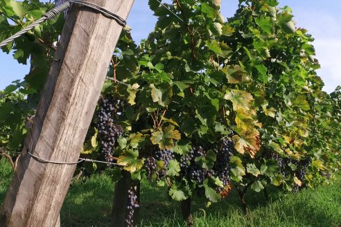 Viñedo Los Aromitos - Colonia Ensayo - Vendimia de uvas Chardonnais