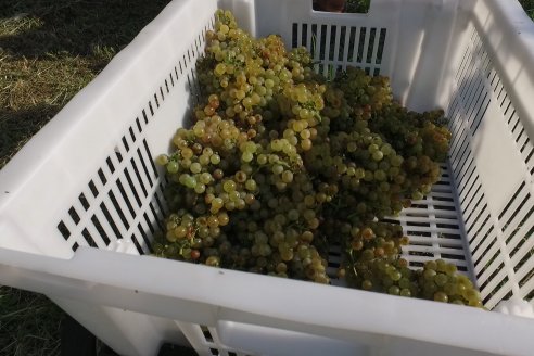 Viñedo Los Aromitos - Colonia Ensayo - Vendimia de uvas Chardonnais