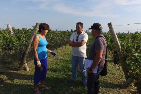 Viñedo Los Aromitos - Colonia Ensayo - Vendimia de uvas Chardonnais