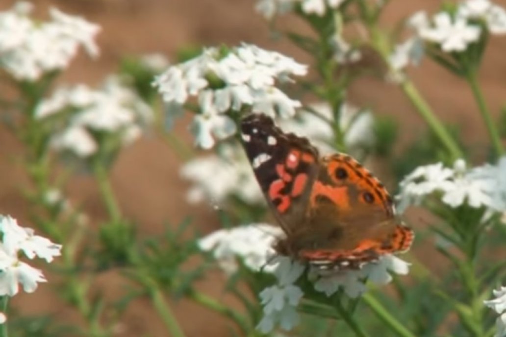Expertos de INTA evalúan el impacto del control biológico.