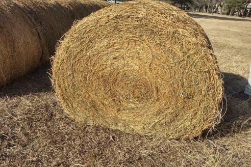 Divulgan tips para cuidar propiedades de la alfalfa