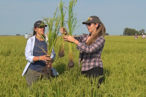 Arroz y leche, dos productos que siguen sin el dólar agro