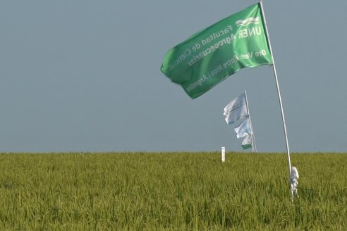 Dia a Campo de Arroz - Fundación PROARROZ - 11 de Febrero 2022