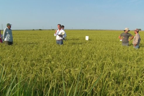 Dia a Campo de Arroz - Fundación PROARROZ - 11 de Febrero 2022