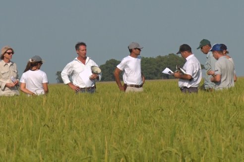 Dia a Campo de Arroz - Fundación PROARROZ - 11 de Febrero 2022