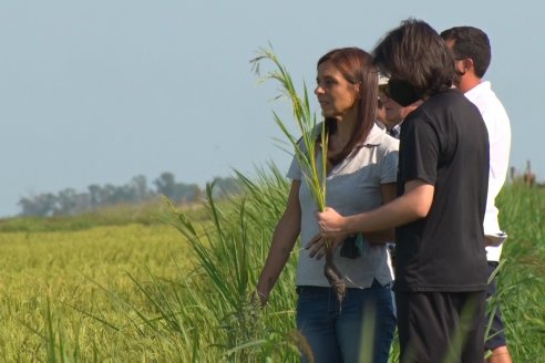 Dia a Campo de Arroz - Fundación PROARROZ - 11 de Febrero 2022