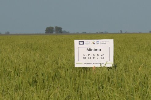 Dia a Campo de Arroz - Fundación PROARROZ - 11 de Febrero 2022