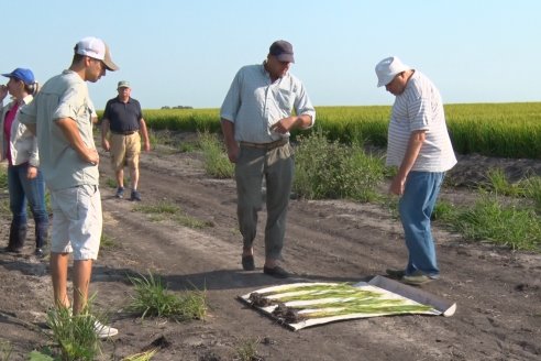 Dia a Campo de Arroz - Fundación PROARROZ - 11 de Febrero 2022