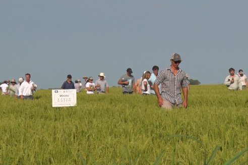 Dia a Campo de Arroz - Fundación PROARROZ - 11 de Febrero 2022