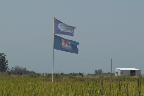 Dia a Campo de Arroz - Fundación PROARROZ - 11 de Febrero 2022