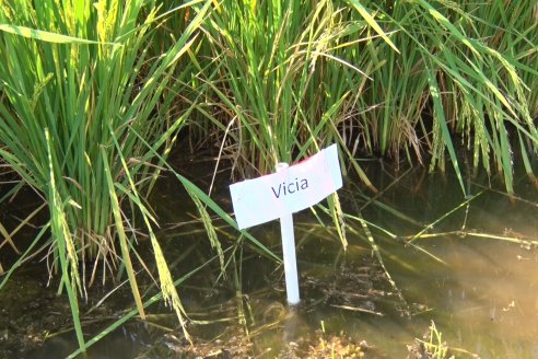 Dia a Campo de Arroz - Fundación PROARROZ - 11 de Febrero 2022