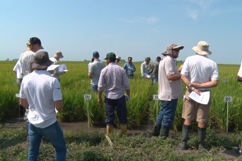 Dia a Campo de Arroz - Fundación PROARROZ - 11 de Febrero 2022