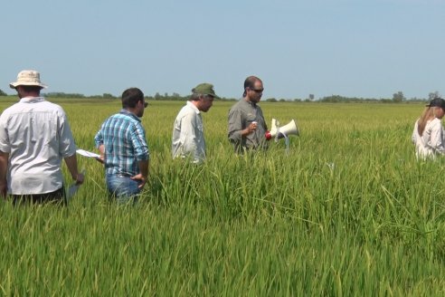 Dia a Campo de Arroz - Fundación PROARROZ - 11 de Febrero 2022