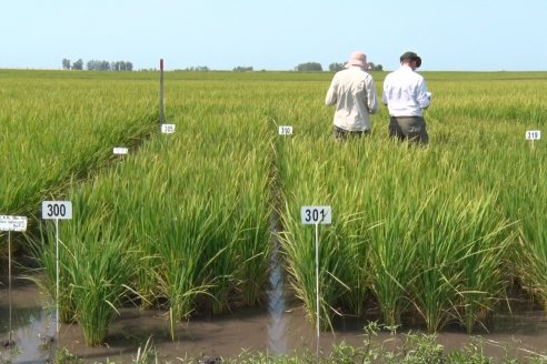 Dia a Campo de Arroz - Fundación PROARROZ - 11 de Febrero 2022