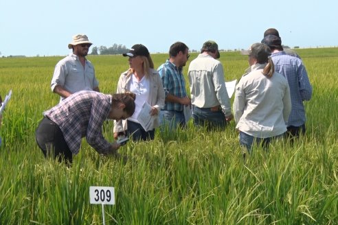 Dia a Campo de Arroz - Fundación PROARROZ - 11 de Febrero 2022