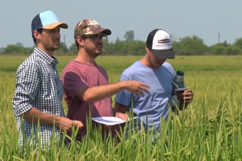 Dia a Campo de Arroz - Fundación PROARROZ - 11 de Febrero 2022