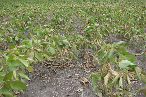 Se desplomó la producción de soja