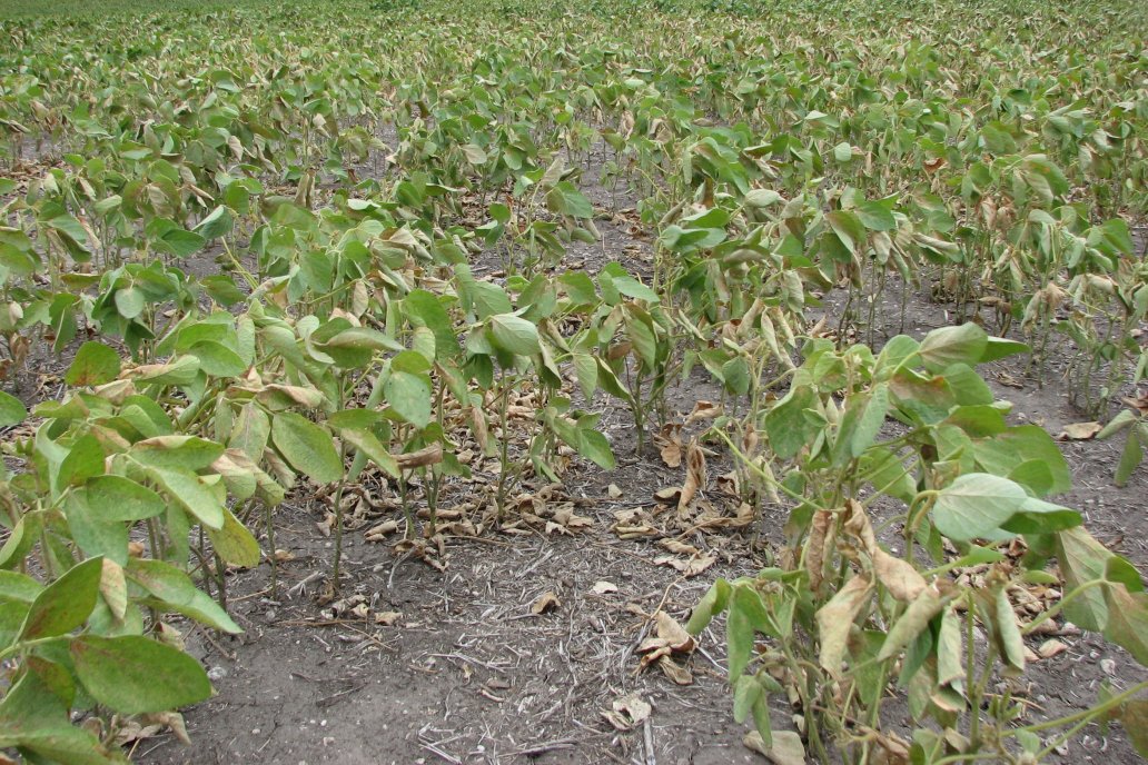 La merma será patente cuando acelere la cosecha en el país vecino. Foto archivo